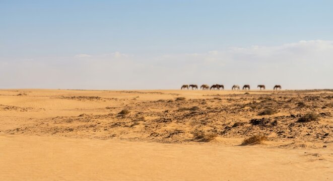 Unlike the Bactrian camel, which has two humps, the dromedary has only one hump. This stores fat, which the animal can use for energy when food is scarce.