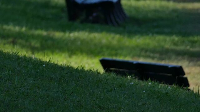 A park bench with long shadows stretching across the grass in the afternoon sun.
