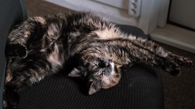 Tortoiseshell cat stratching lying on its back in a funny pose on a black chair at home. Funny pet wakes up, domestic animal, indoor lifestyle. High quality 4k footage.