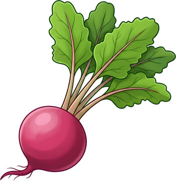 Fresh Beetroot with Green Leaves Cute Vector Illustration