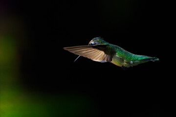 Ruby-throated Hummingbird inflight close up in dramatic lighting  © Steve