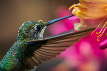Extreme close up of Ruby-throated Hummingbird with insect hitchhiking on her head © Steve