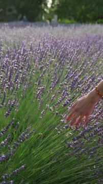 Woman gently touches blooming lavender while walking through a purple flower field on a sunny summer day. Relaxation, aromatherapy and countryside travel