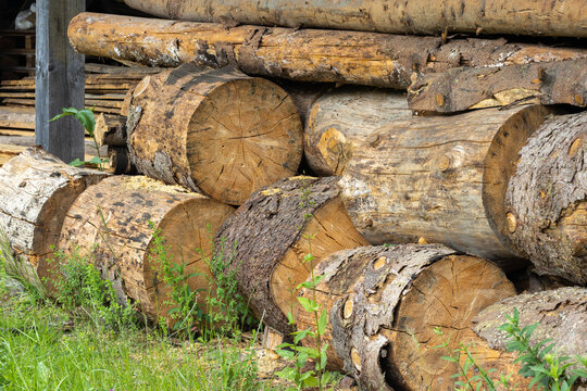 Detail view of cut timber stack with visible wood grain and bark. Green plant grow at base in outdoor daylight to highlight raw natural resource and sustainable forestry management