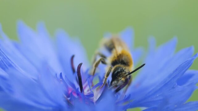 Slow Motion Flying Honey Bee Covered With Pollen Collecting Nectar From Blue Chicory Flower. Spring Chicory Flowers Close Up. Macro Shot Honey Bee Pollinating Spring Purple Flowers Blooming Blossoms.