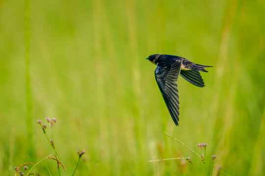 Barn Swallow in flight over open field 