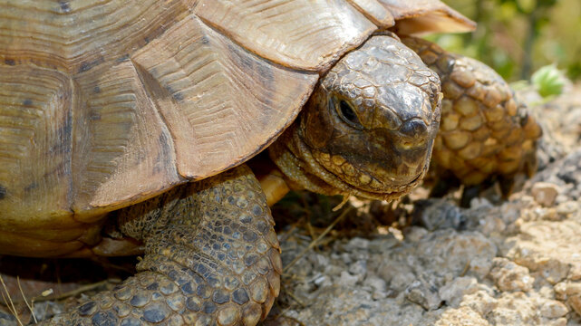 Wide close-up of a wild tortoise showing a detailed shell, textured skin and expressive face in its natural habitat. Wildlife reptile photographed with shallow depth of field