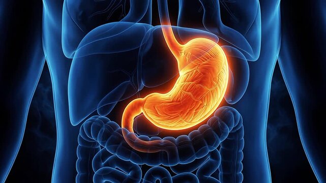 Detailed 3D rendering of the human digestive system with a prominently glowing orange stomach, illustrating anatomy for medical, educational, and health-related content.