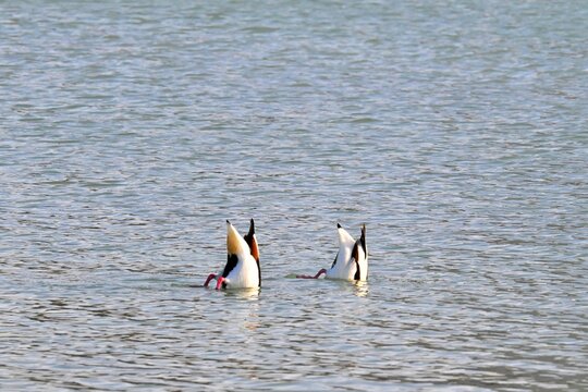 A white tern , Tadorna tadorna foraging underwater upside down in a salt pan near Calpe, Spain
