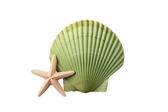 Pink starfish beside ribbed green shell