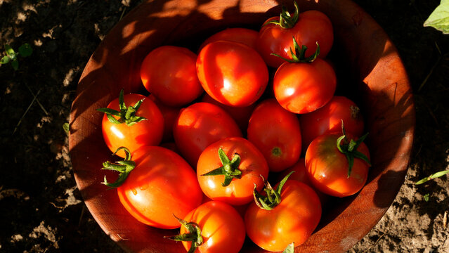 Freshly picked ripe tomatoes arranged on a wooden board in a vegetable garden. Tomato cultivation and harvesting, homegrown vegetables, seasonal farm produce, organic gardening, and healthy eating