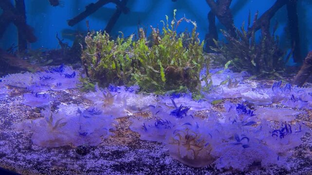 Upside Down Jellyfish Pulsating in Aquarium Tank