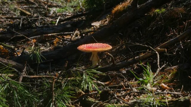 Sunlight illuminating beautiful but poisonous red fly agaric mushroom, amanita muscaria, growing on forest floor surrounded by pine needles, moss, fallen branches in autumn. Red fly agaric in forest