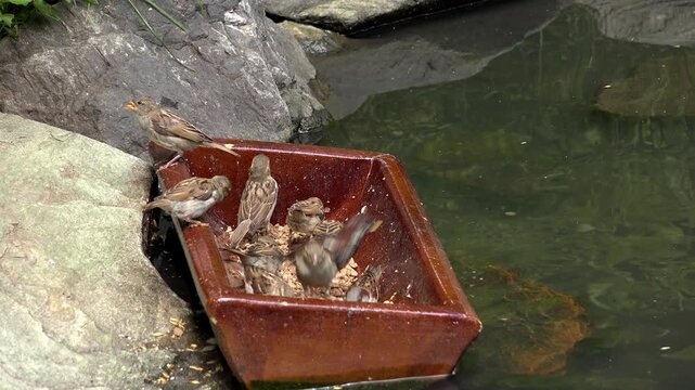 Group of small birds eating from seed bin 4k
