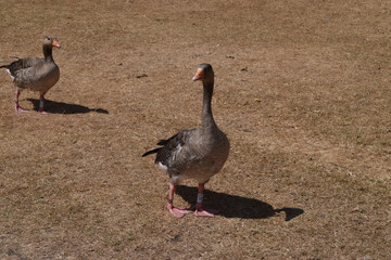 A pair of greylag geese walk on a dry, parched land © VV Shots