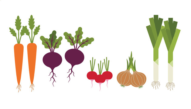 Healthy selection of fresh raw root vegetables including carrots, beets, radishes, onions, and leeks on white background.