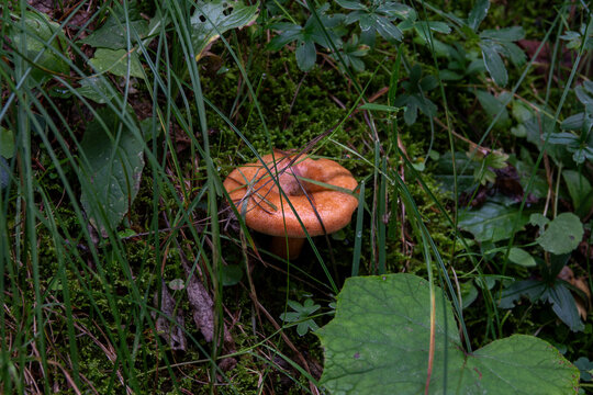 Orange Saffron Milk Cap Mushroom in a Natural Woodland Habitat.