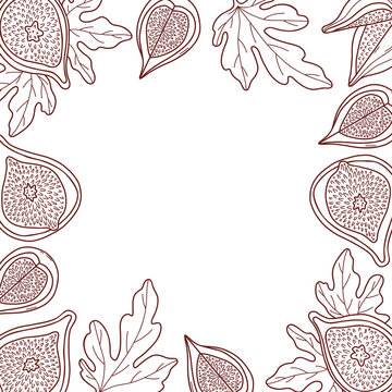 Fig Fruit Square Frame.  Outline Exotic Food Cut Half, Sliced Quarters and Leaves. Botanical Border Template