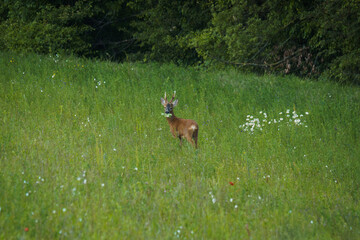 Deer - Wild Life © Lc Pictures