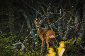Deer - Wild Life © Lc Pictures