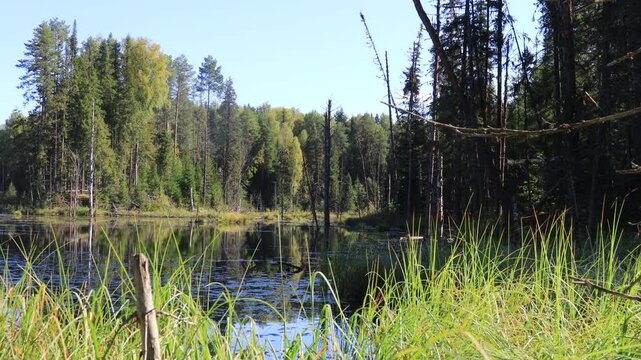 a lake in the Solnechny forest on a summer day