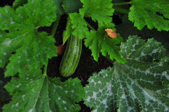 Cucumber plant showing white powdery patches on leaves alongside developing fruit. Plant disease concept featuring possible powdery mildew infection, crop health, and garden horticulture