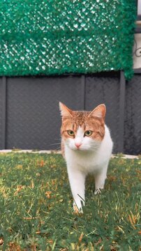 Orange tabby cat walks forward toward the camera on green grass