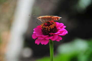Close up of a butterfly resting on a vibrant purple zinnia flower. Garden ecology concept featuring pollination, biodiversity, nectar plants, and beneficial insects in a natural habitat © Marina P.