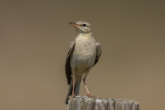 Tawny pipit (Anthus campestris) - Brachpieper