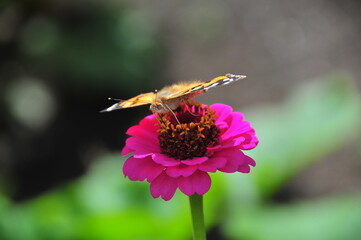 Close up of a butterfly resting on a vibrant pink zinnia flower. Garden ecology concept featuring pollinators, biodiversity, nectar plants, and ornamental flowering plants © Marina P.