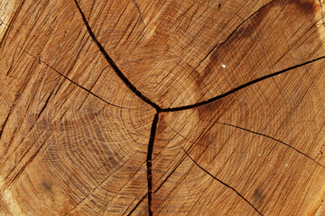 Fototapeta premium Close up of a rough cut tree trunk cross section showing detailed wood rings and deep cracks