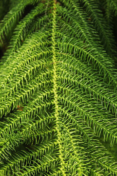 Vibrant green araucaria coniferous branch showing detailed symmetric needle structures
