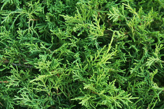 Soft scale-like green thuja foliage forming a dense overlapping botanical pattern