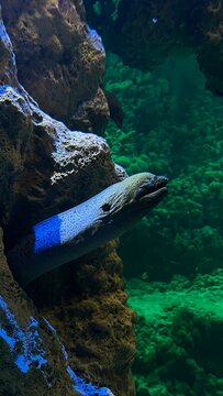 sticking vertically out of the sand or rocks, often in large public aquariums. They hide most of their bodies underground and sway with the water garden eel, garden eels