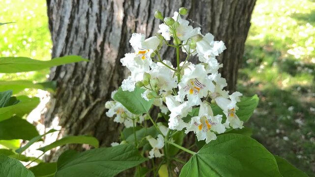 Flowering Northern Catalpa 