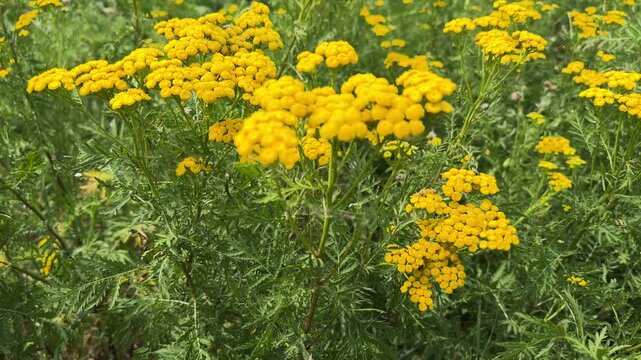 Tansy is a perennial, herbaceous flowering plant in the genus Tanacetum in the aster family