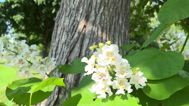 Flowering Northern Catalpa 