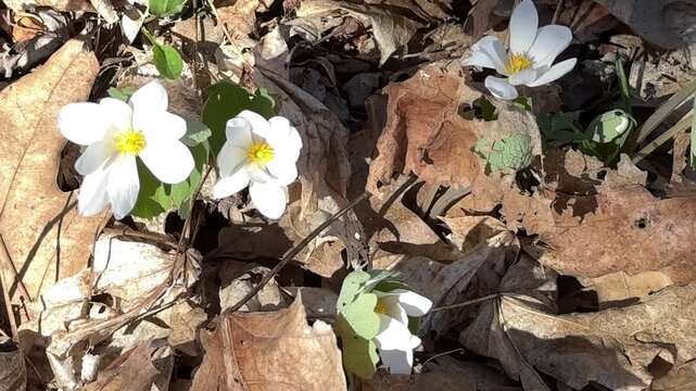 Bloodroot flowers 
