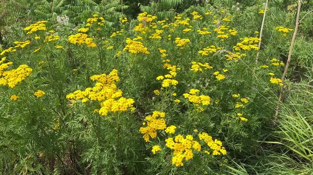 Tansy is a perennial, herbaceous flowering plant in the genus Tanacetum in the aster family