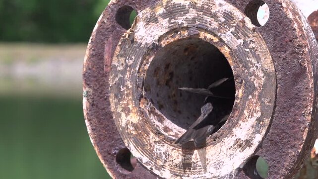 Bird landing in old plumbing slow motion
