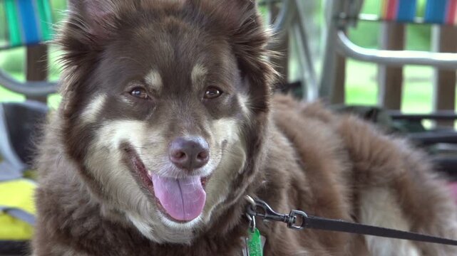 Excited dog raises ears in slow motion
