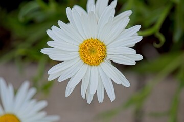 Fototapeta premium Daisies(Asteraceae)