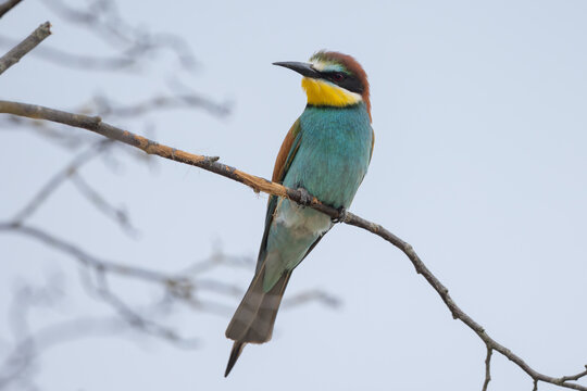 European bee-eater (Merops apiaster) - Bienenfresser 
