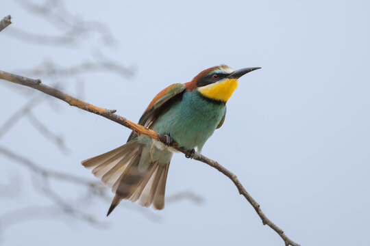 European bee-eater (Merops apiaster) - Bienenfresser 
