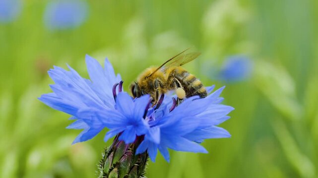 Slow Motion Flying Honey Bee Covered With Pollen Collecting Nectar From Blue Chicory Flower. Spring Chicory Flowers Close Up. Macro Shot Honey Bee Pollinating Spring Purple Flowers Blooming Blossoms.