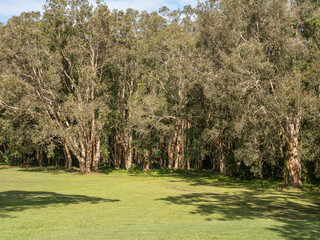 Sunlit grass stretches under tall, leafy trees. Dappled shadows drift across the green expanse  © Gennadi