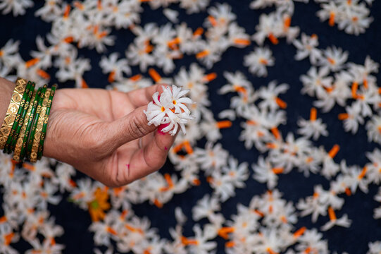 The fingers of an Indian woman are gripping Parijat or Night-Flowering Jasmine flowers, and additional flowers can be seen in the blurry background.