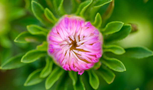 Top angle photo of the bud of Dahlia flower of pink color with selective focus and background blur.