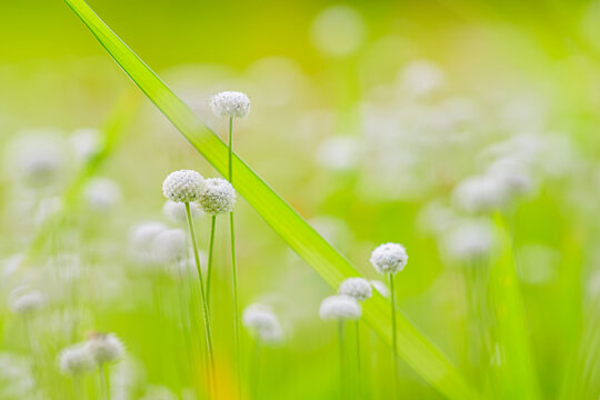 Beautiful pipewort wild flower on the grass field of western ghats of Maharashtra. Selective focus on some flowers and rests are blurred.