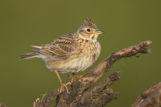 Eurasian skylark (Alauda arvensis) - Feldlerche
